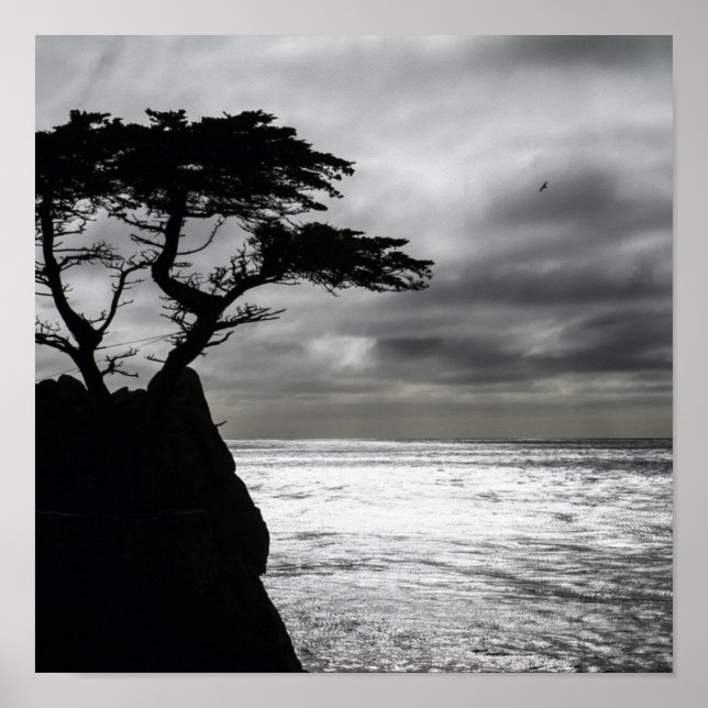 Poster Photographie nature noir et blanc (Devant)