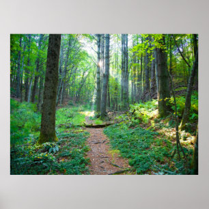 Poster Photographie naturelle de la lumière de la forêt