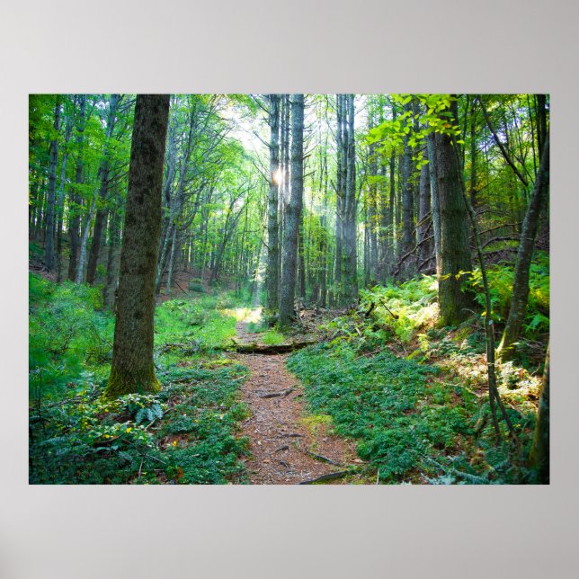 Poster Photographie naturelle de la lumière de la forêt (Devant)