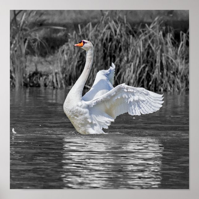 Poster Photographie noir et blanc cygne (Devant)