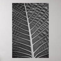 Photographie noir et blanc de feuille de palme tro