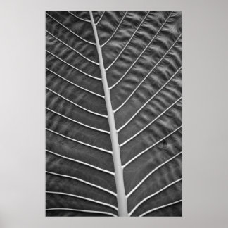Poster Photographie noir et blanc de feuille de palme tro