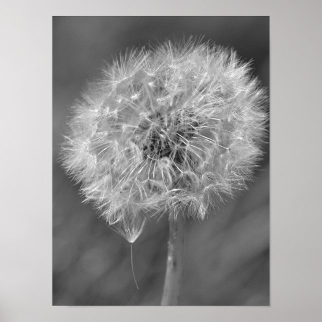 Poster Photographie noir et blanc de la fleur de Dandelio (Devant)