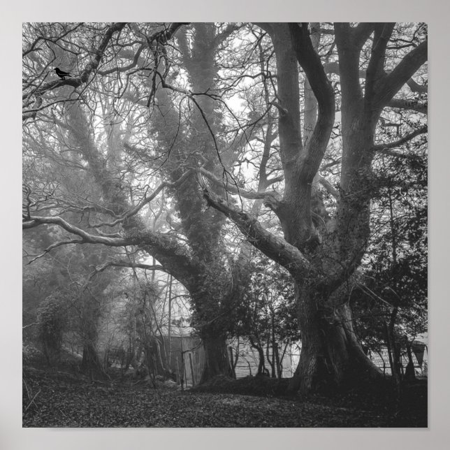 Poster Photographie noir et blanc de la forêt éffrayante (Devant)