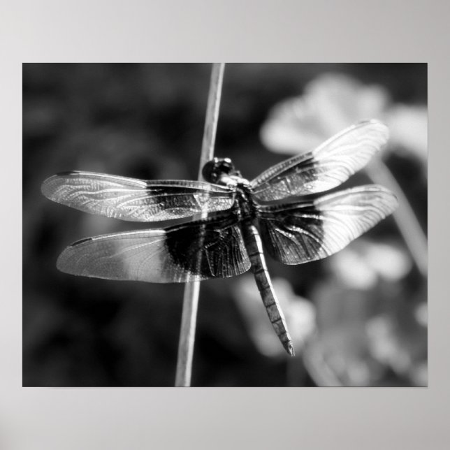 Poster Photographie noir et blanc de la libellule de Skim (Devant)