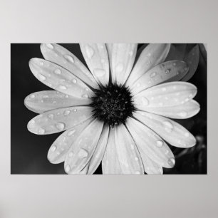 Poster Photographie noir et blanc de la marguerite africa