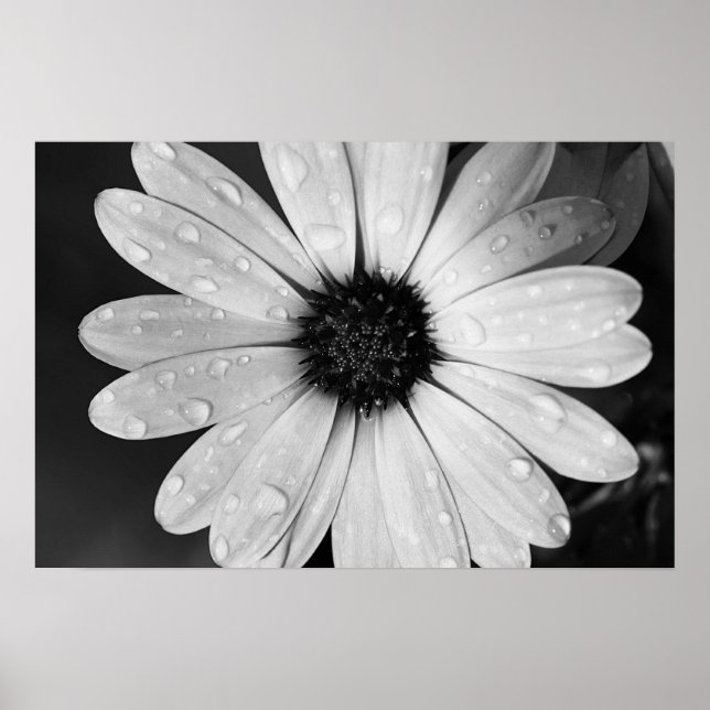 Poster Photographie noir et blanc de la marguerite africa (Devant)