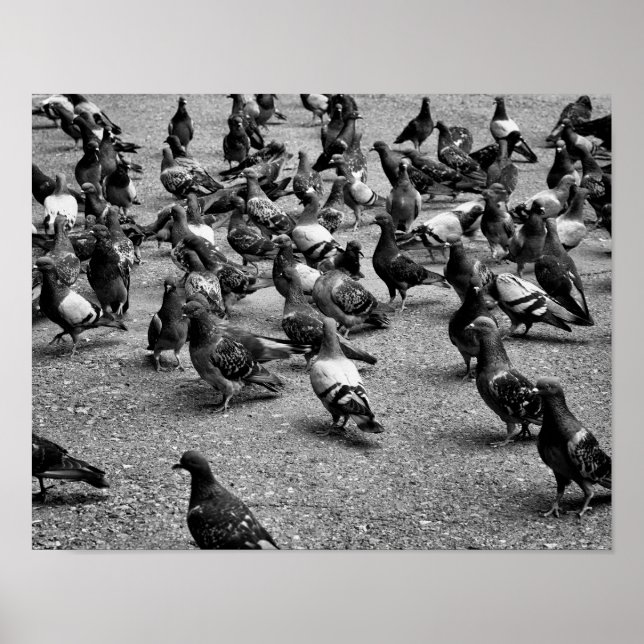 Poster Photographie noir et blanc de nombreux pigeons (Devant)