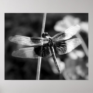 Poster Photographie noire et blanche de libellule