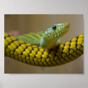 POSTER PHOTOGRAPHIE RÉPTILE DE L'ESPÈCE JAUNE VERTE