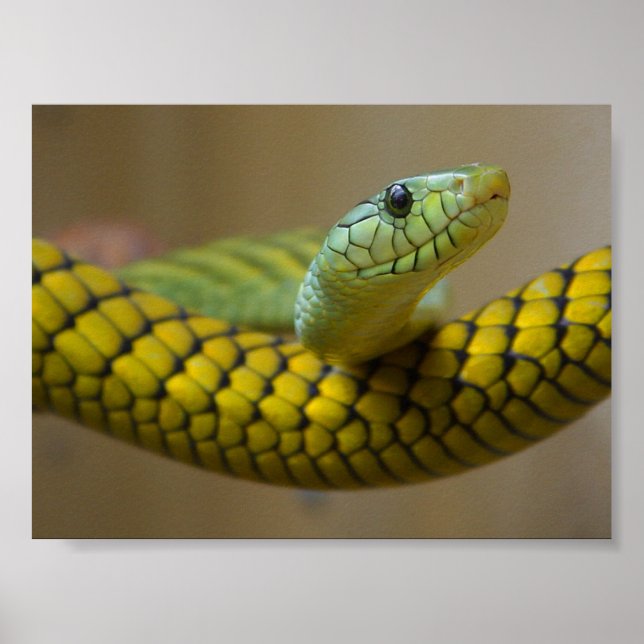 POSTER PHOTOGRAPHIE RÉPTILE DE L'ESPÈCE JAUNE VERTE (Devant)