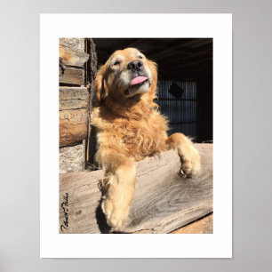 Poster Photographie ridicule de Golden Retriever