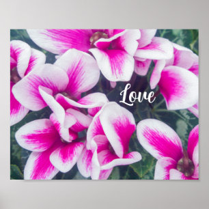 Poster Photographie rose florale Cyclamen
