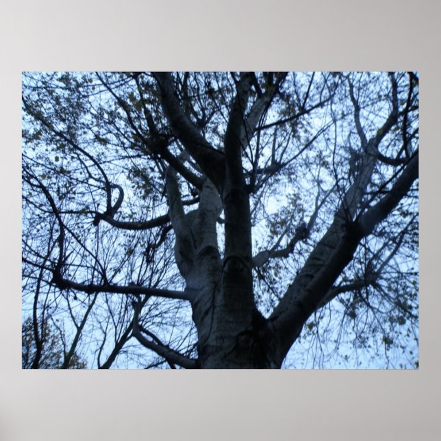 Poster Photographie Silhouette de l'arbre (Devant)
