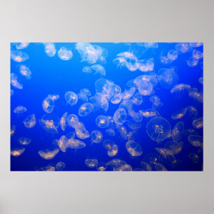 POSTER PHOTOGRAPHIE SOUS-MARINE DE JELLYFISH