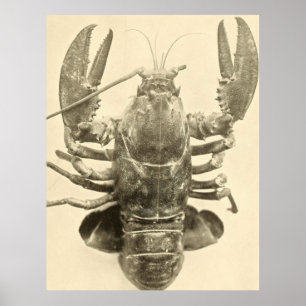 Poster Photographie vintage de homard du Maine (1895) 2