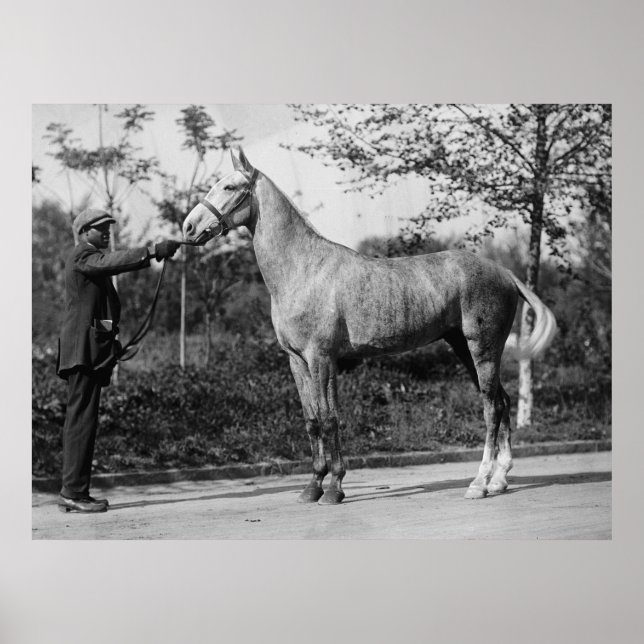 Poster Photographie vintage du cheval (Devant)