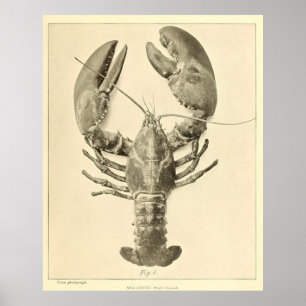 Poster Photographie vintage du homard du Maine (1895)