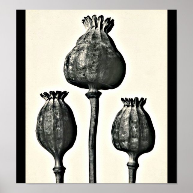 Poster Photographie Vintage-Karl Blossfeldt 2 (Devant)