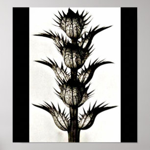Poster Photographie Vintage-Karl Blossfeldt 39