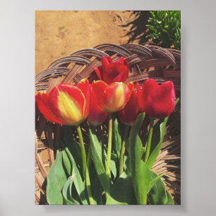 Poster Photographie vintage - Panier de ferme de tulipes