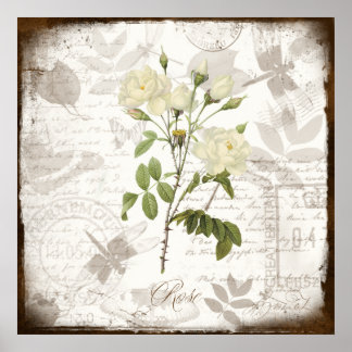 Poster Photographies vintages d'art botanique ~ Rose angl