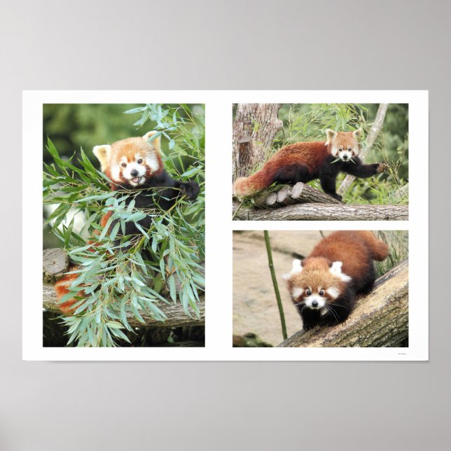 Poster. Photography red panda Poster (Front)
