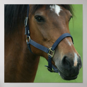 Poster Photos Arabian Horse Imprimer