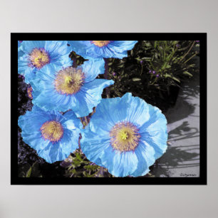 Poster Photos de l'affiche de Blue Poppies