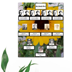 Poster Photos de l'arbre généalogique tournesol de quatre