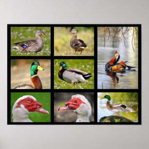 Poster Photos en mosaïque de canards