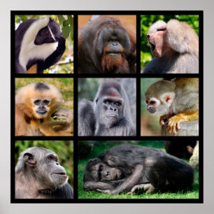 Poster Photos en mosaïque de singes