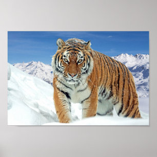 Poster Photos hivernales Montagnes du tigre de neige Impr