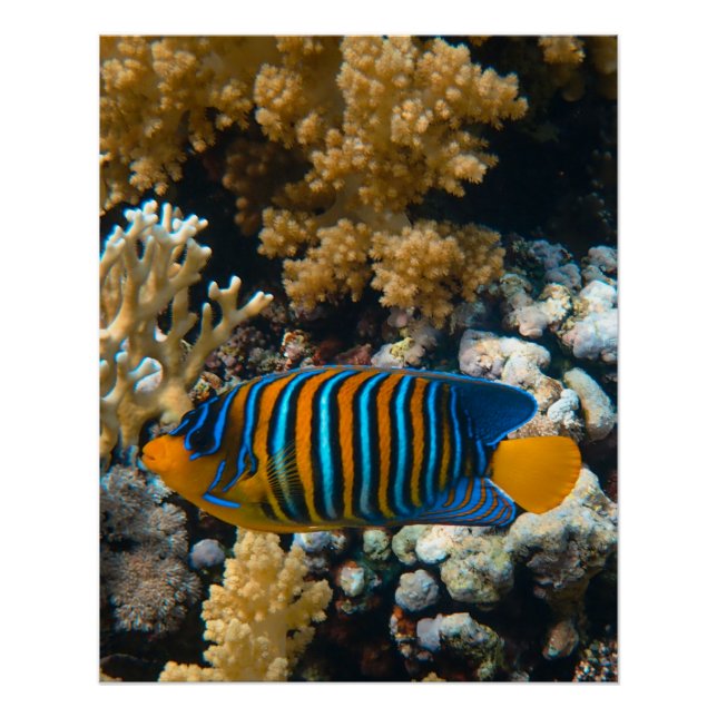 Poster Photos nautiques Animaux marins Photographie Poiss (Devant)