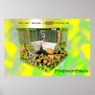 Poster Photosynthèse