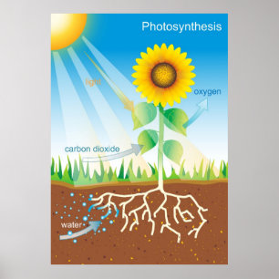 Poster Photosynthèse