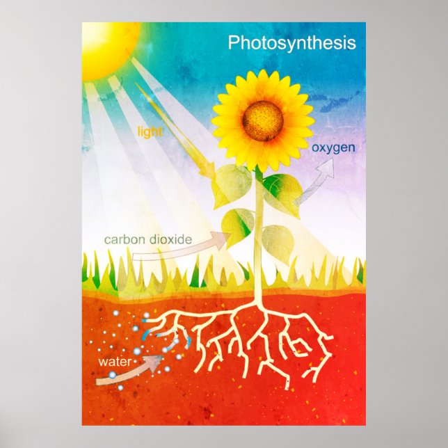 Poster Photosynthèse (Devant)