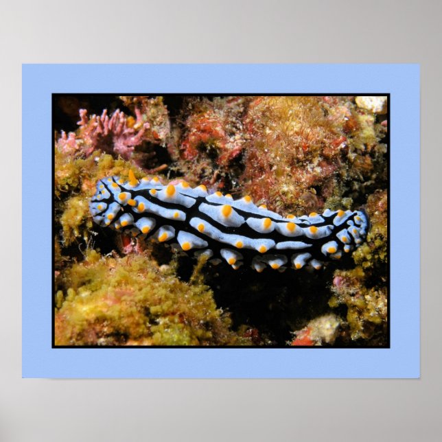 Poster Phyllidia varicosa (Devant)