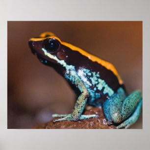 Poster Phyllobates vittatus, une grenouille à flèches poi