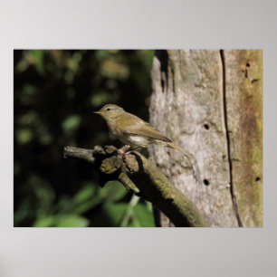 Poster Phylloscopus collybita