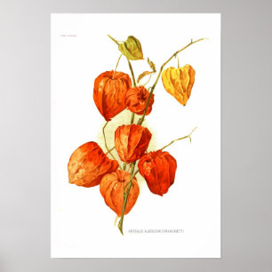 Poster Physalis alkekengi franchetti