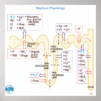 Physiologie des néphrons
