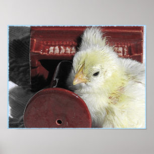 Poster Piano Chick Vintage Look