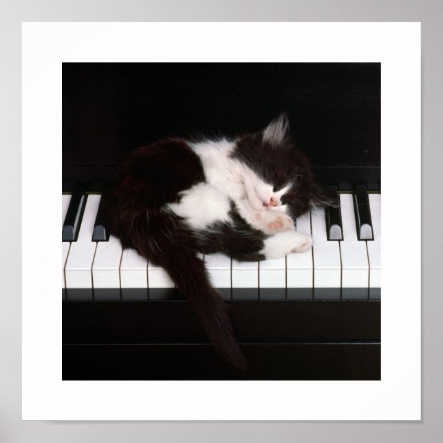 Poster Piano Kitten (Devant)