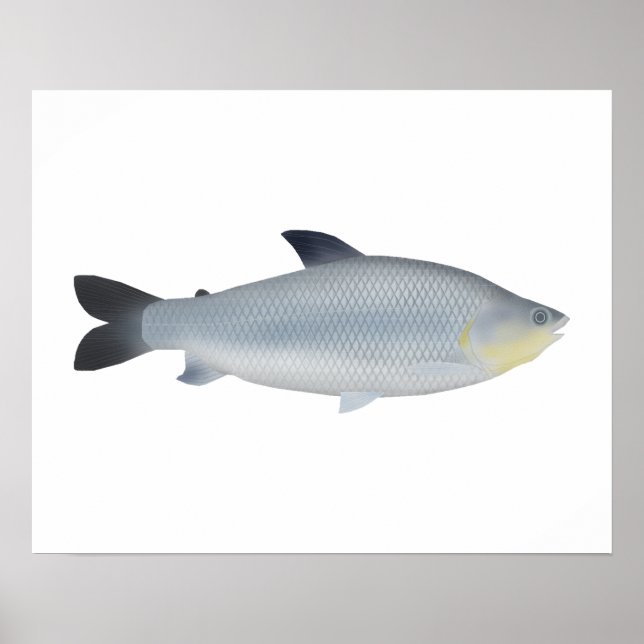 Poster Piauçu (Devant)