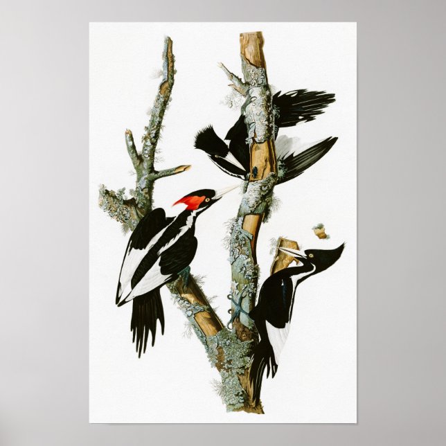 Poster Pic à l'ivoire Audubon Birds of America (Devant)