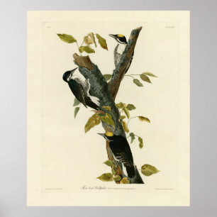 Poster Pic à trois doigts - Audubon's Birds of America