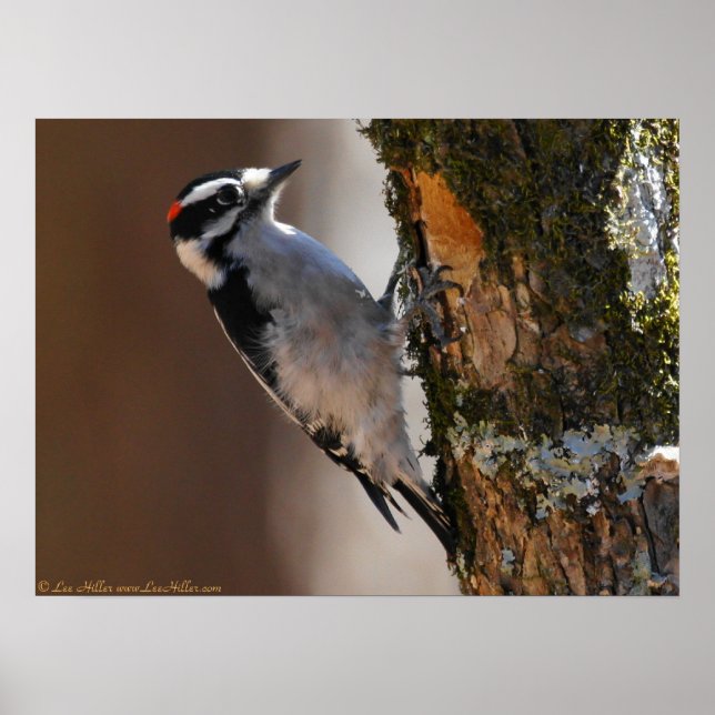 Poster Pic Downy mâle sur l'affiche de l'arbre (Devant)