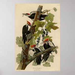 Poster Pic pilé d'Audubon Birds of America