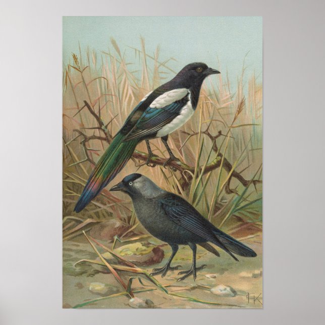 Poster Pica pica, Lycus monedula (Devant)